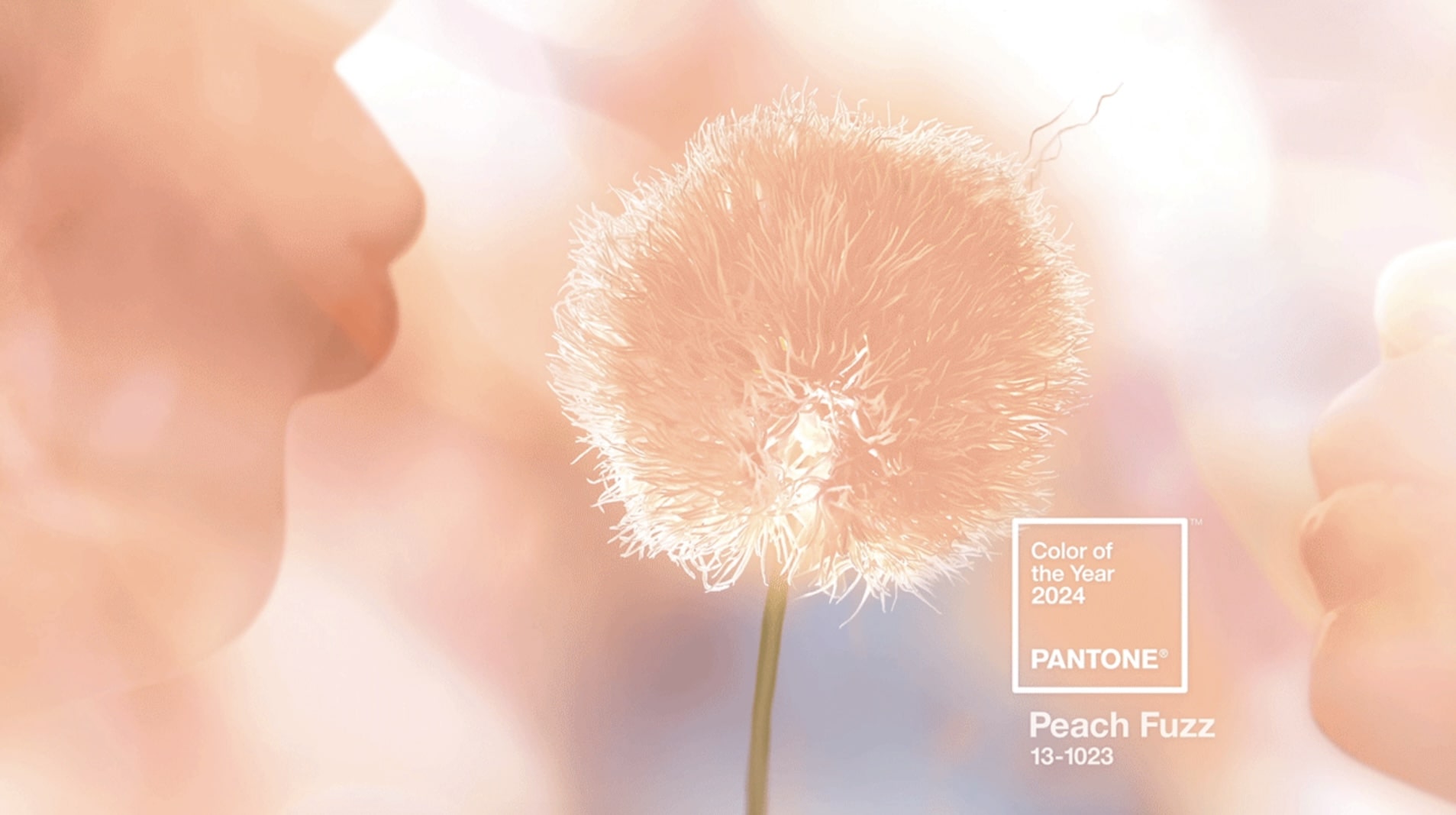 Pantone 2024 Yılın Rengi Belli Oldu Peach Fuzz! DAC